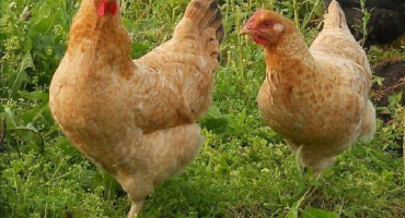 Popis a charakteristika kuřat plemene carskoye selo, pravidla údržby